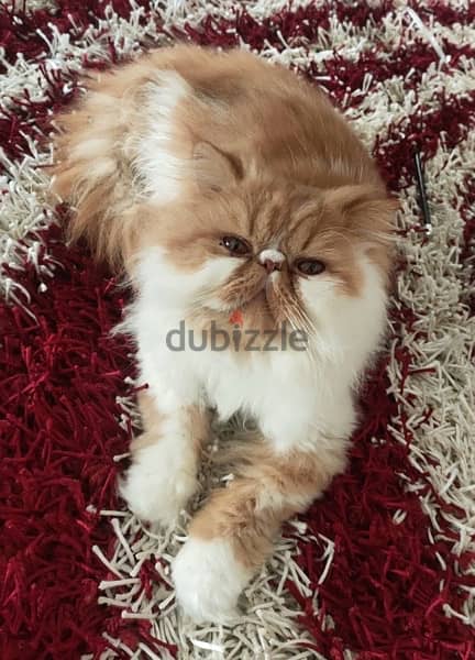 Persian Male Cat 2
