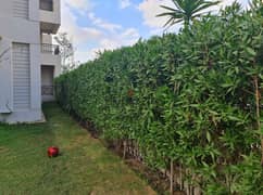 Furnished apartment with garden for rent in cfc